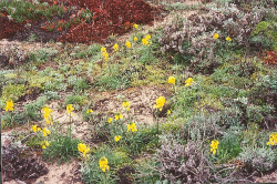 Photo taken at Marina Dunes Preserve © Dean W. Taylor. 